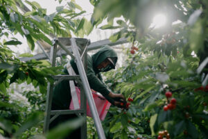 American Farms Rely More Than Ever on the Troubled H-2A Visa Program