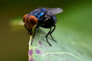 Flesh-Eating Pest Confirmed in U.S. Cattle