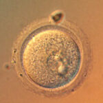 In a First, Scientists Precisely Edit Human Embryo Genes