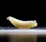 US plans to fight flesh-eating screwworm outbreak with flies and dogs