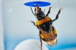 Bumblebees can spontaneously solve problems, study finds